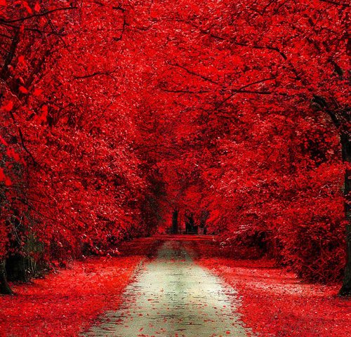 Psychoanalysis and Revolution